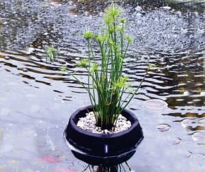 FLOATING PLANT IN BASKET