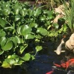 pond plants