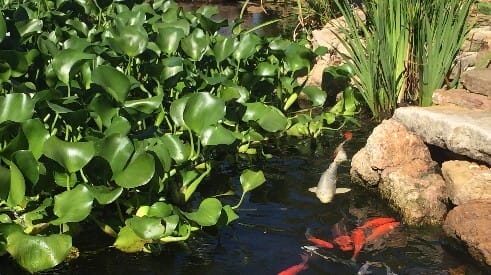 pond plants