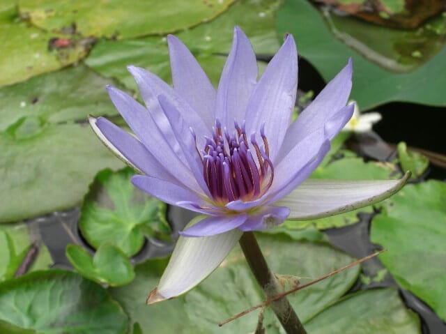 tropical lily