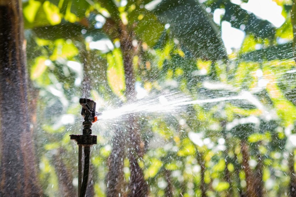 a sprinkler spraying water on a tree