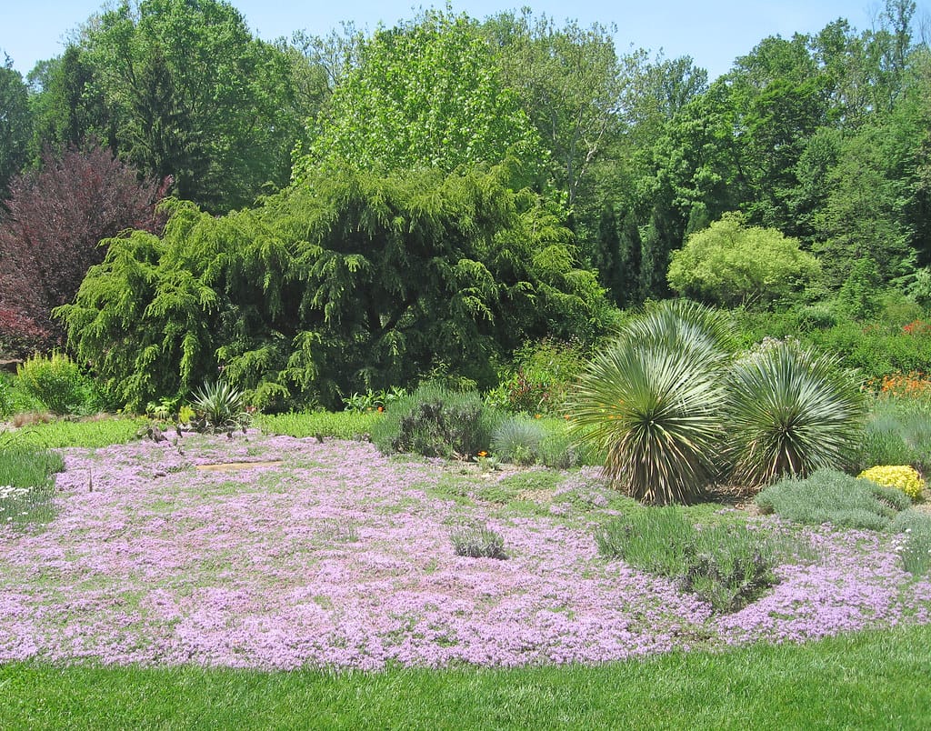 creeping thyme patch in a meadow