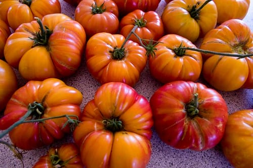 tomatoes