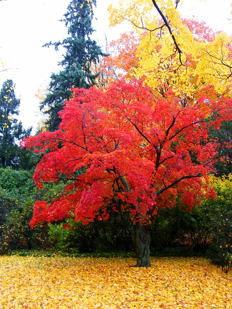 Japanese maple