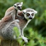 lemurs