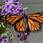monarch butterfly