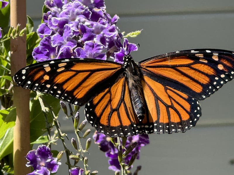 monarch butterfly