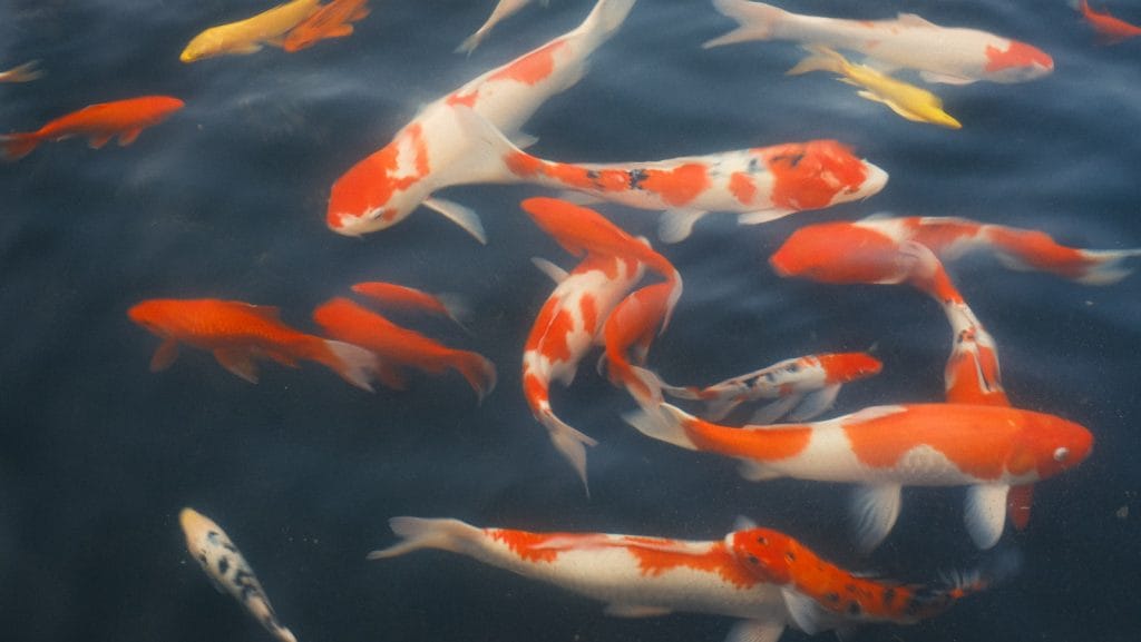 a group of orange and white koi fish swimming in a pond