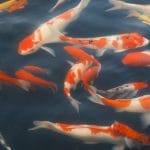 a group of orange and white koi fish swimming in a pond