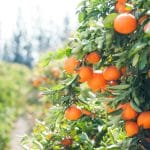 orange fruit tree