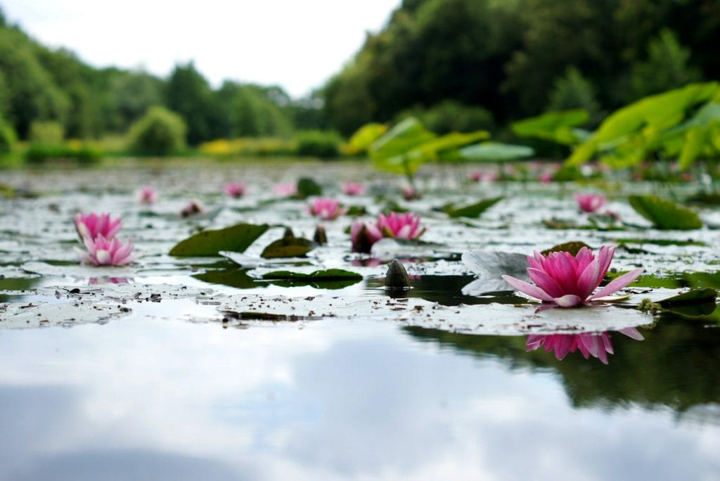 pink lotus