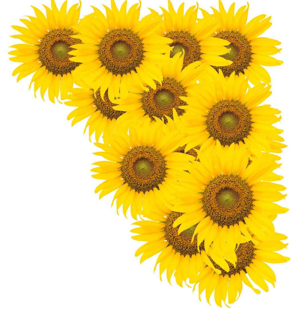 Garden sunflowers