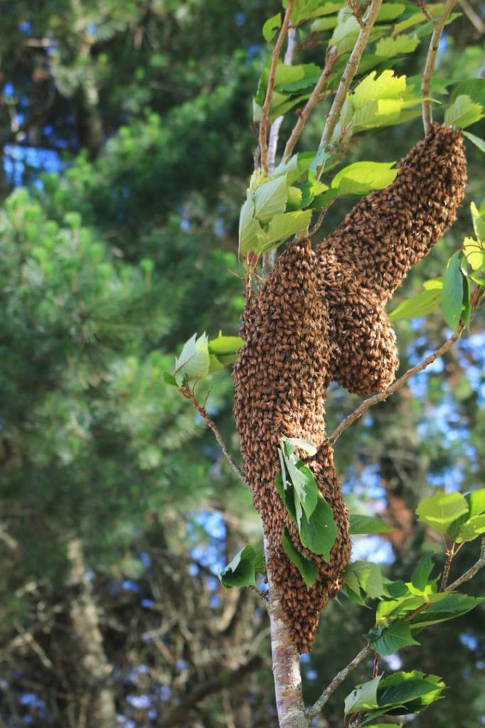 a swarm of bees in the garden
