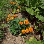 Garden Companion Planting