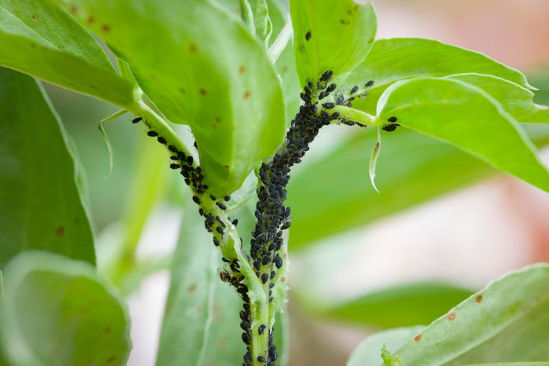 black bean aphids