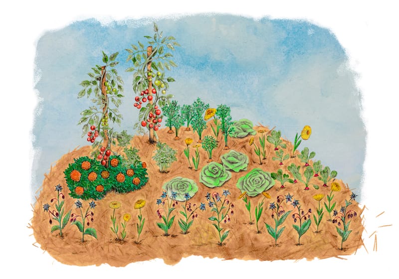 companion planting guide