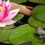 frog near lotus flower