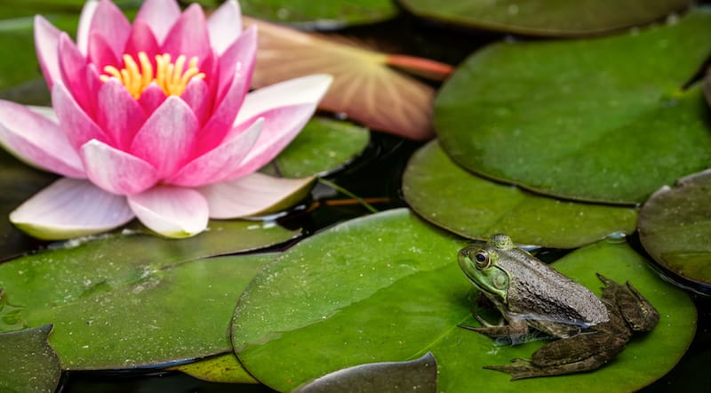 frog near lotus flower