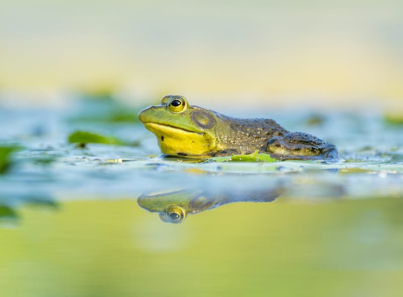 frog