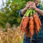 man farmer holds a harvest of carrots