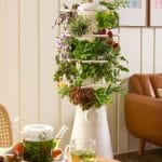 lettuce grow system