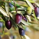 oliive tree fruit