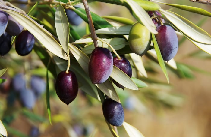 oliive tree fruit