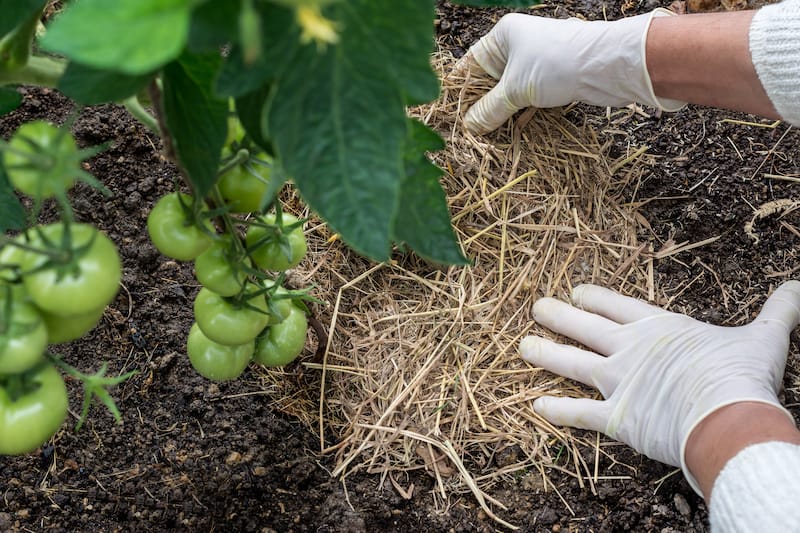 organic mulching