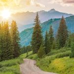 pine trees
