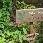 poison ivy sign