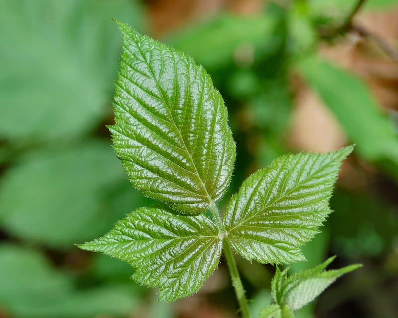 poison ivy