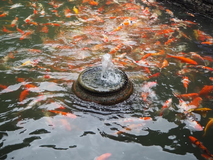 Koi around pond fountain