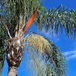 queen palm