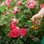 pruning roses