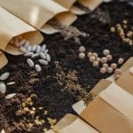 seeds in packets