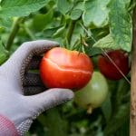 tomato splitting