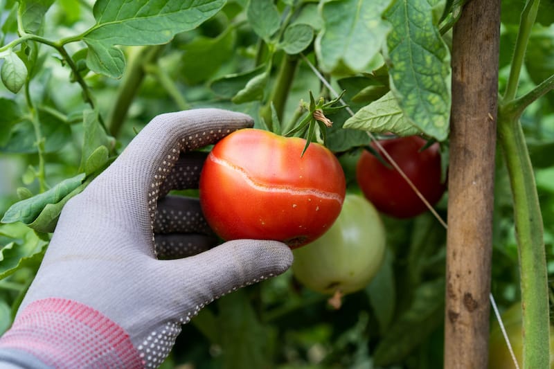 tomato splitting