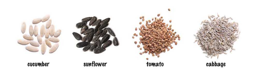 veggie seeds