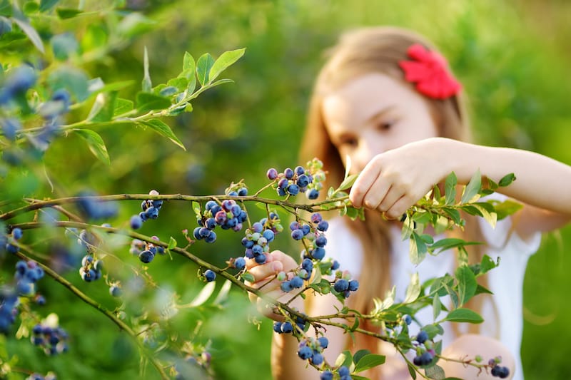 girl picking blueberries