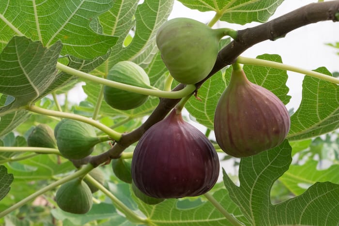figs
