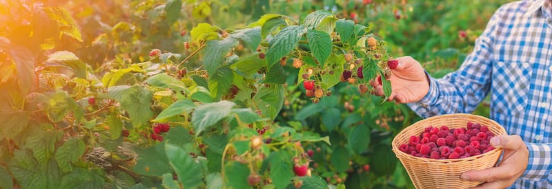 fresh picked raspberries