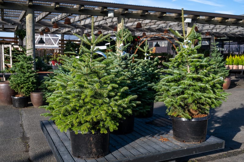 christmas pine trees