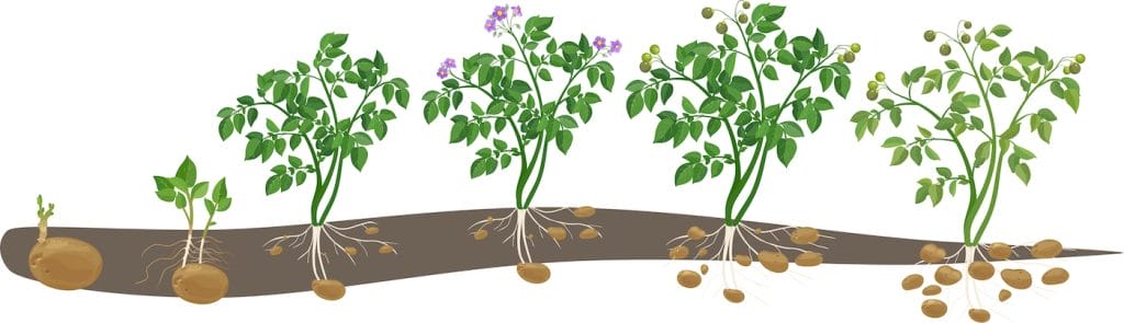 growing potatoes