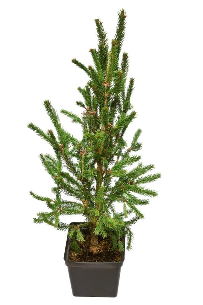 pine-christmas-tree