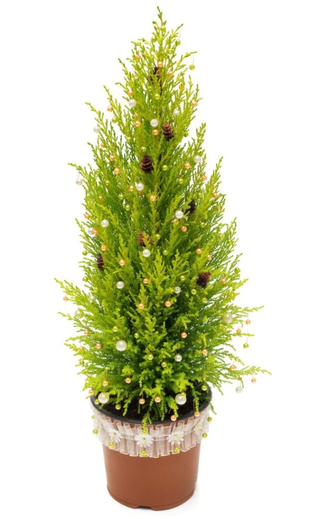 cypress christmas tree