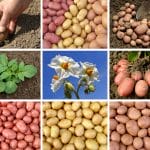 potato varieties