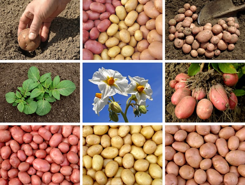 The Ultimate Organic Guide to Growing Potatoes