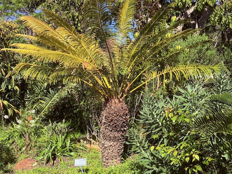 giant cycad