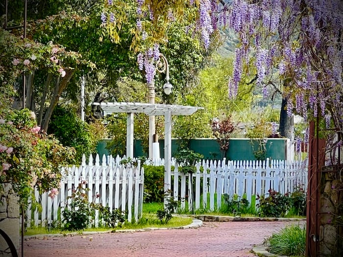 wisteria in front of a fence