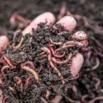 worms in handful of dirt